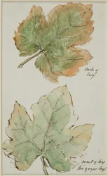 La Foglia di Vite